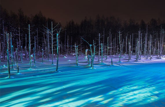 【札幌発/日帰りバスツアー】《12月~3月発》冬の旭山動物園と白ひげの滝&ライトアップ青い池欲張りプラン2